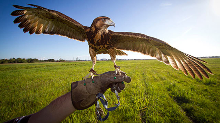 Falconry
